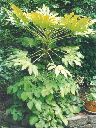 Fatsia Japonica and epimedium (Fatsia japonica (Japanese aralia))