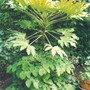 Fatsia_japonica