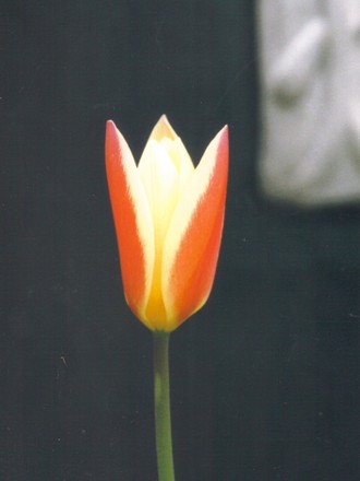 mini tulip (tulip hybrids)