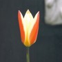 Mini_tulip