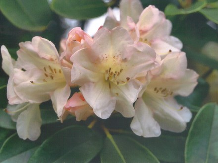 pale pink rhodie (rhododendron)