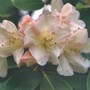 Pale_pink_rhodie