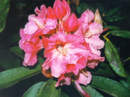 another pink rhodie (rhododendron)