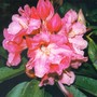 Pink_rhodi