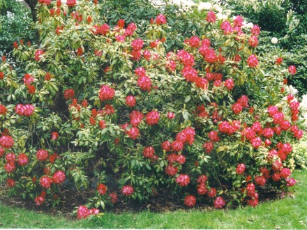 President Roosevelt Rhododendron (rhododendron)