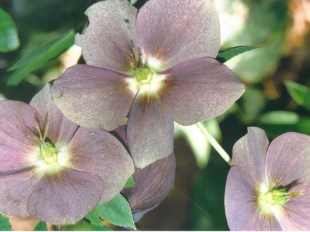 purple hellebore (Helleborus orientalis (Lenten rose))