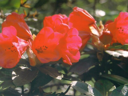 Yet another rhodie (rhododendron)