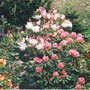 Rhodie_paradise