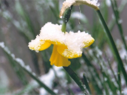 snow on daffodil (narcissus)