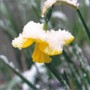 snow on daffodil (narcissus)