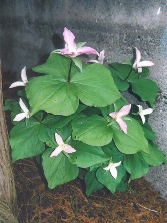 Trillium (trillium ovatum)