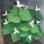 Trillium