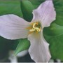 Trillium_close_up_1