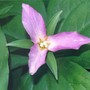 Trillium_close_up
