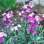 wallflower 'Bowles Mauve' (erysimum)