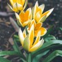 yellow miniature tulips (tulip hybrids)
