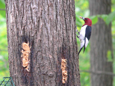 Red-headed Woodpecker