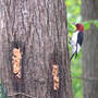 Red-headed Woodpecker