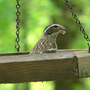 Female Rose-breasted Grosbeak