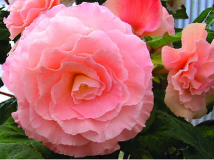Begonia Kathryn Hartley