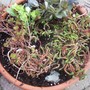 Sedum Pot