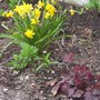 Tete-a-Tete Narcissus and Heuchera Mocha Coral Bells