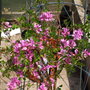 A garden flower photo