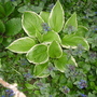 Pict0055