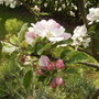 Familyappleblossomvistabile07