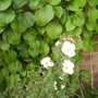 Potentilla fruticosa.'Abbotswood' in Flower 05.08 (Potentilla fruticosa)