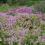 Thyme_in_flower