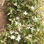 Clematis montana.in flower 05.08 (Clematis montana  (Vistabile))