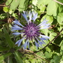 Greater Knapweed [Centaurea scabiosa] Close Up 0508 (Centaurea scabiosa (Vistabile))