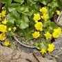 Caltha palustris