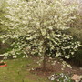 Samantha's Ornamental Cherry [Prunus 'Shirotae'] in Blossom 05.08 (Prunus 'Shirotae'  (Shenstone))