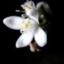 lemon blossom (Citrus limon (Lemon))