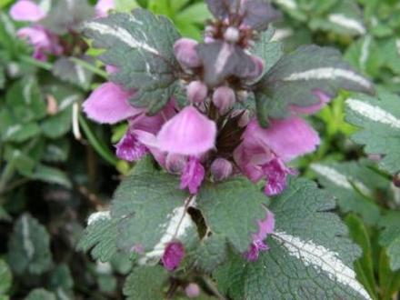 dead nettle (lamium)
