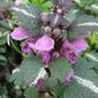 Copy_of_garden_010