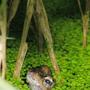 froggy friend