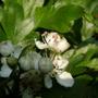 hawthorn buds