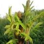 rhus typhina (Rhus typhina (Stag's horn sumach))