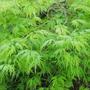 acer (Acer Dissectum)