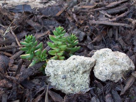Baby Sedum