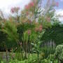 Tamarix ramosissima