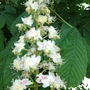 Horse_chestnut_tree_bloom