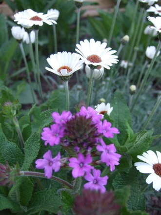 Verbena 'Homestead Purple' and Rhodanthemum 'African Eyes' (Verbena 'Homestead Purple')