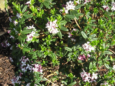A garden flower photo