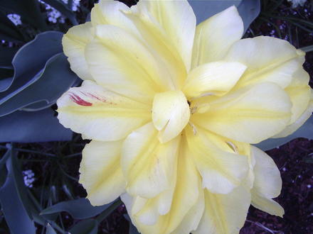 Yellow & white double tulips (Tulipa 'Monte Beau')