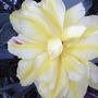 2008-05-07_008