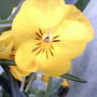 2008-05-07_viola_lemon